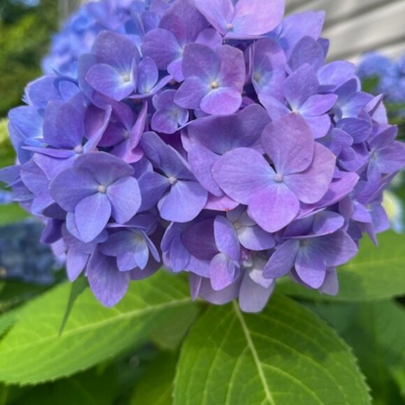 Five ⭐️ Seller - Fast Shipper! - Picture 10 of 15